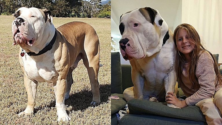 Meet Barney, the giant dog who