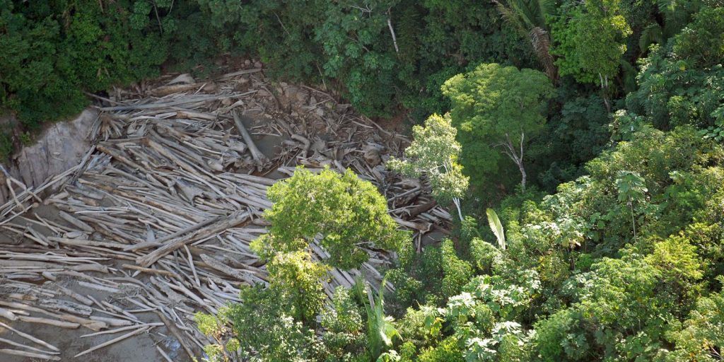 Resolution establishes a chamber to qualify deforestation data