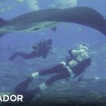 The company raises money for science by diving with sharks in the Azores – Observer