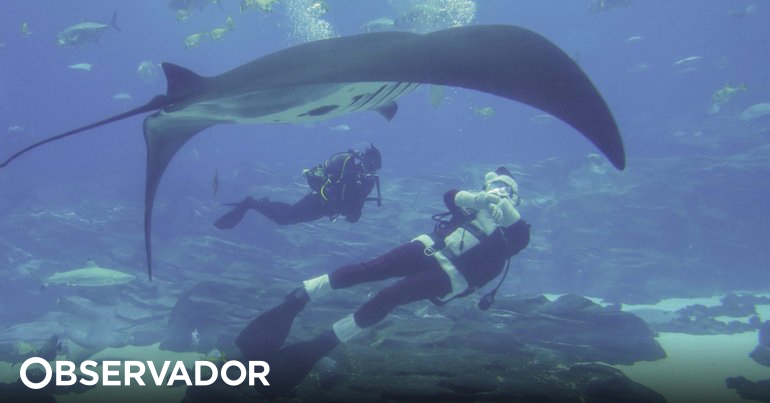 The company raises money for science by diving with sharks in the Azores - Observer