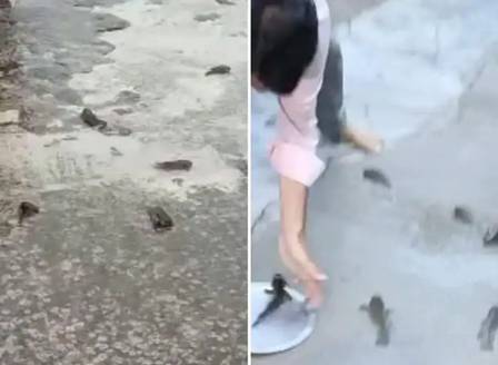 Inhabitant collects fish that 