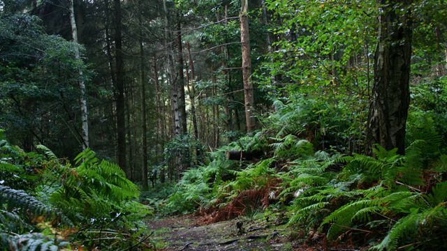 Forest in Charnwood