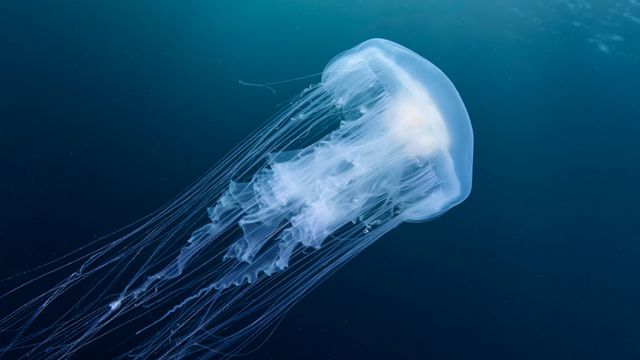 Jellyfish