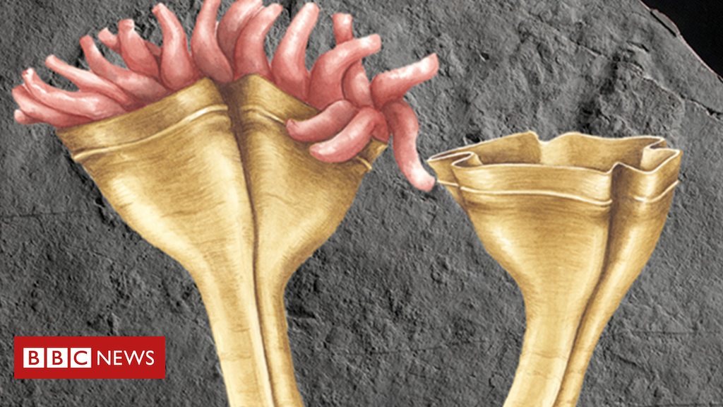 Scientists discover fossil of ‘world’s oldest predator’