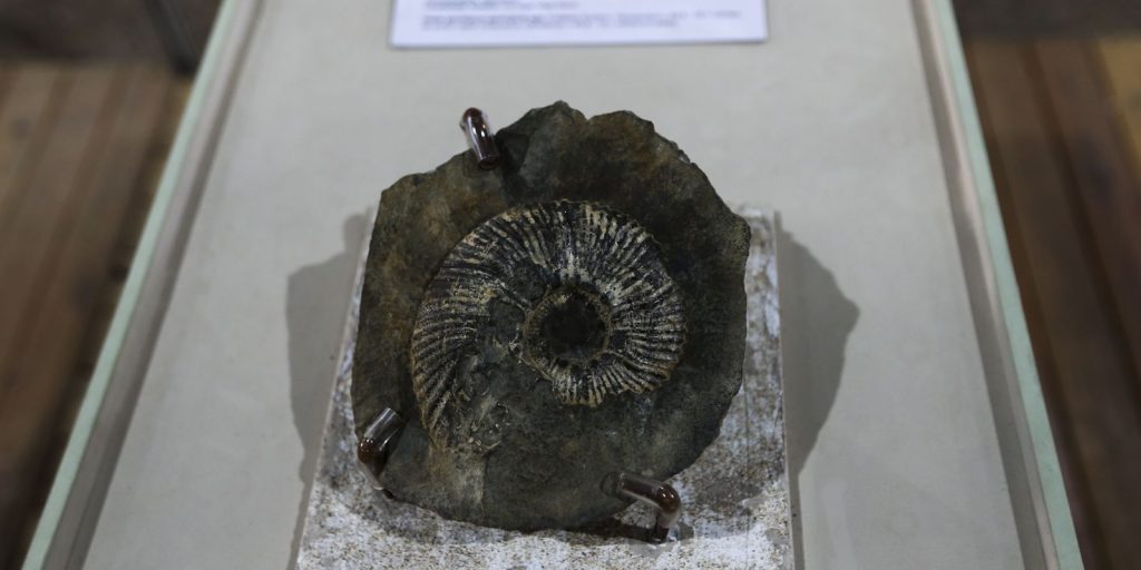 An exhibit at UNB showcases fossils of over 90 million years
