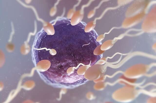 Scientists have discovered a natural compound that can be used as a male contraceptive