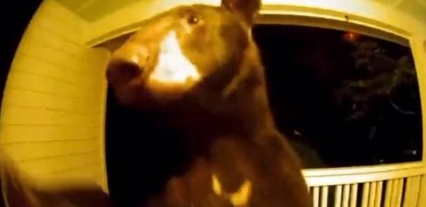 A curious bear attracts attention by ringing doorbells in America;  see