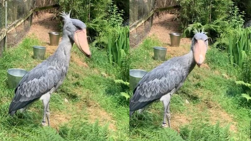 A rare bird arrives at a UK zoo and seeks a partner to save the species
