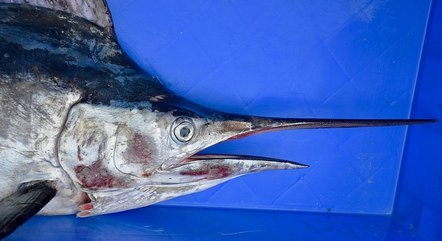 Sailfish jump out of water and pierce a woman’s thigh in Florida – News