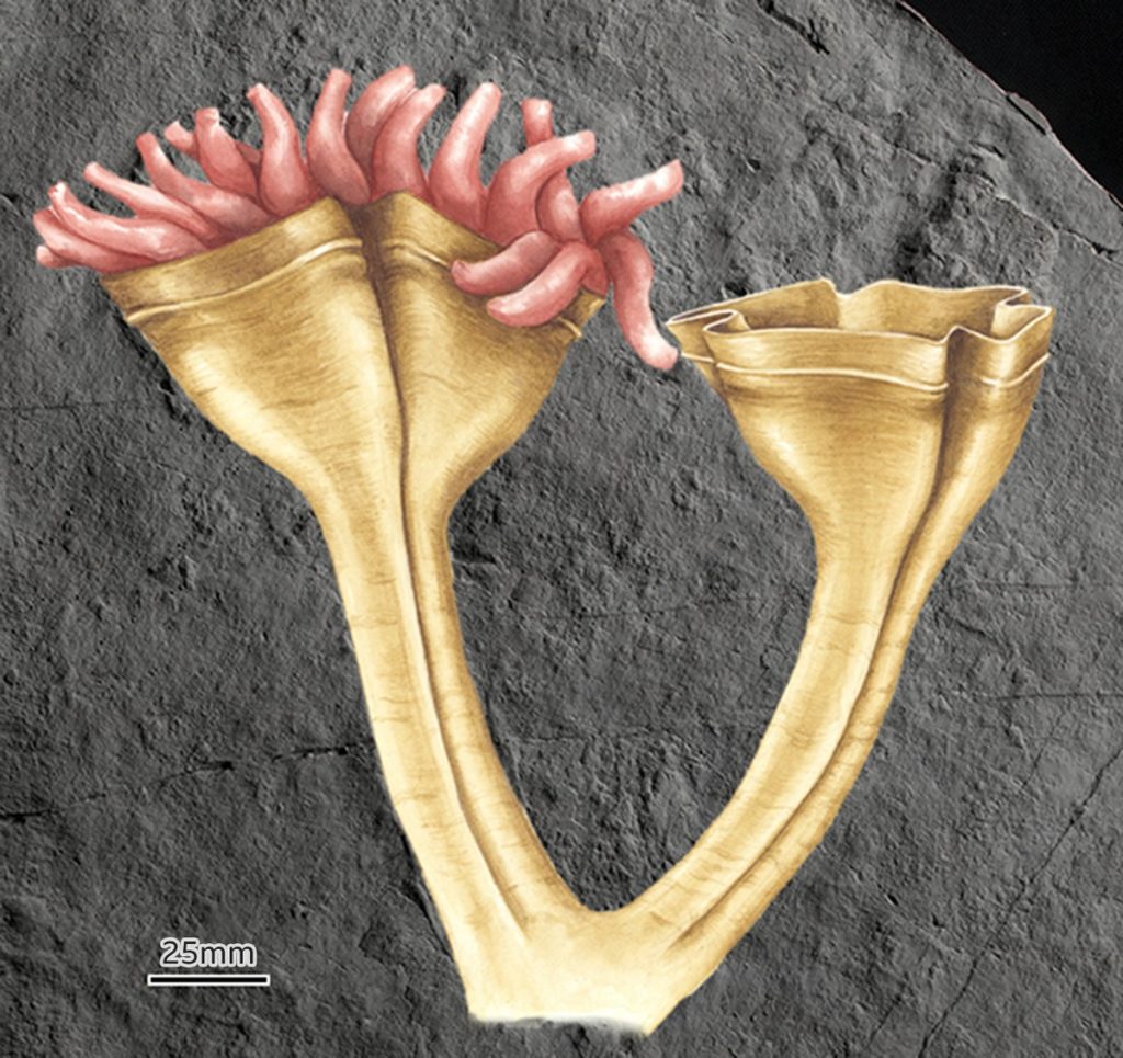 Scientists discover the fossil of "the world's oldest predator" |  Sciences