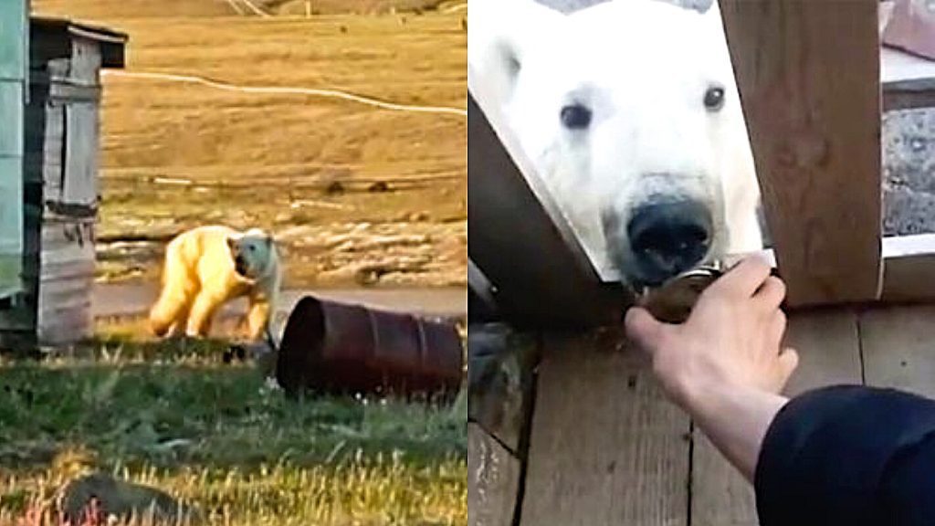 The polar bear goes to the village to ask for help after attaching its tongue to the enclosure;  video
