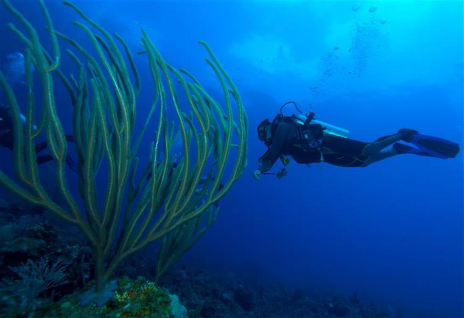 UK scientists have discovered 30 new species at the bottom of the sea