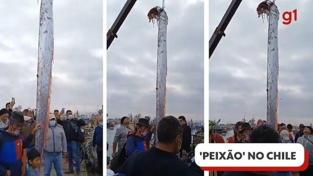 Watch a video of a paddle fish about 6 meters long found in Chile |  Globalism