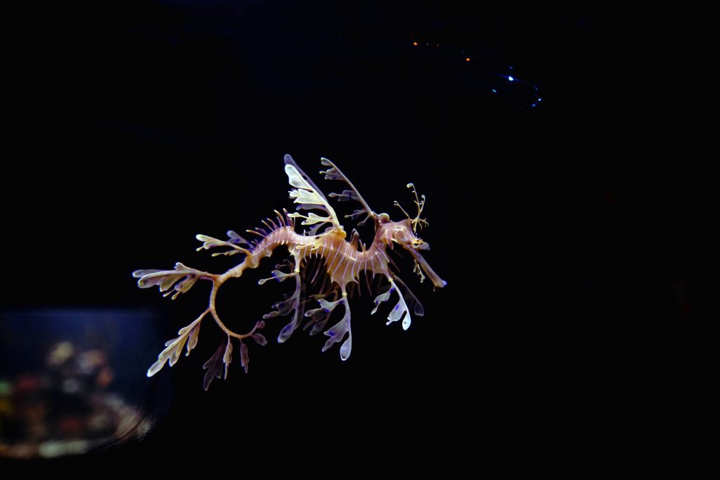 What makes sea dragons so weird?  - 07/11/2022 - Science