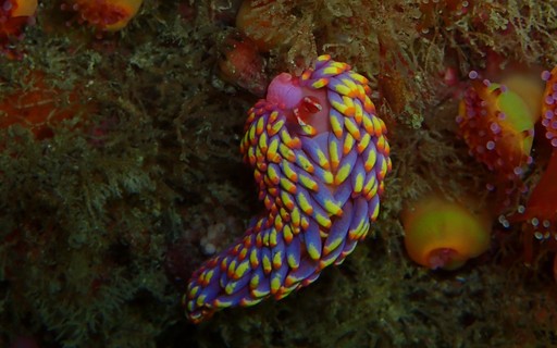 Scientists have discovered a new species of sea slug in the UK – Revista Galilei