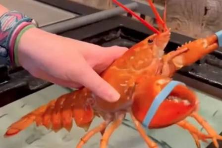Rare lobster preserved from the fryer at the last minute in the restaurant
