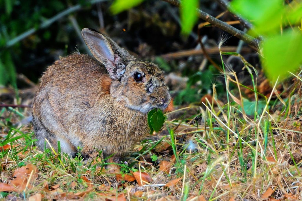 Download 24 plague rabbits in Australia: there are 200 million today |  Biodiversity