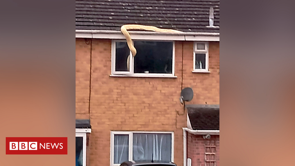 A 5-meter-high snake caught "invading" a house through a window in the UK