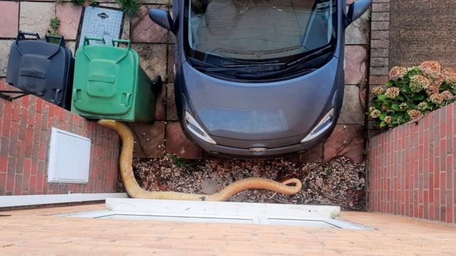 Snake on the ground near the car