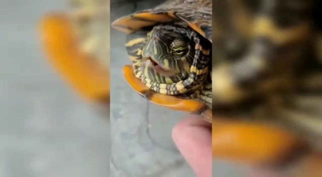 American tortoise species found in northern SC;  Video |  Santa Caterina