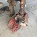 Dog found in a Missouri cave two months after it went missing |  Globalism