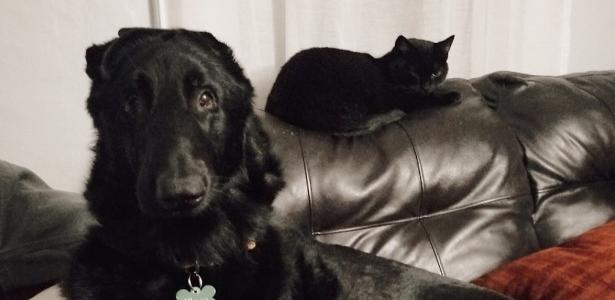 The cat becomes a "guide" for the blind dog and leads him with a meow around the house