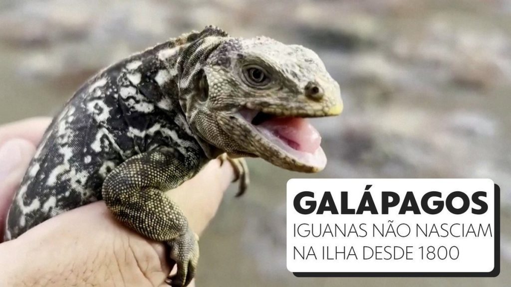 The iguana was bred in the Galapagos archipelago for the first time two centuries ago.  Watch the video |  Globalism
