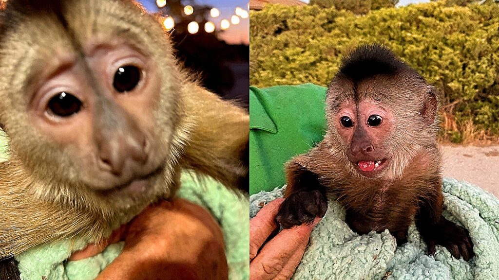 The monkey steals the cell phone and calls the police and makes them go to the zoo to find out