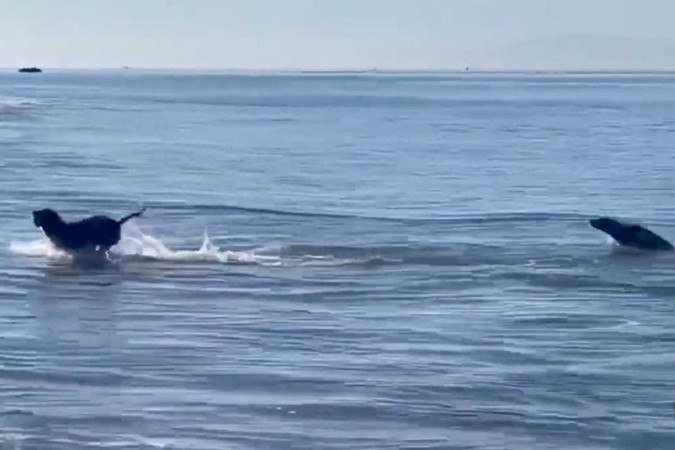 Video of seal playing with dog on US beach goes viral