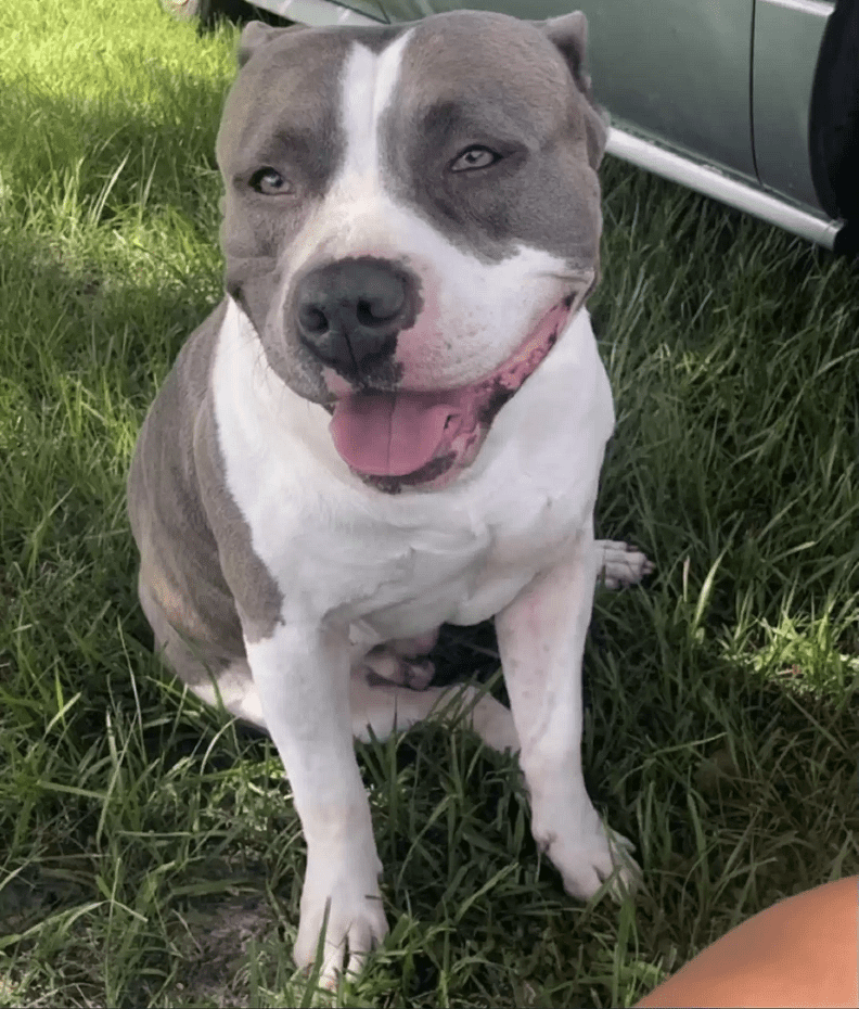 Conway was fitted with a microchip and this helped him reunite him with his family.  Photo: Highland County Sheriff's Office