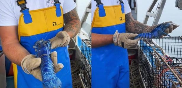 Blue lobsters are caught by a fisherman in the United States