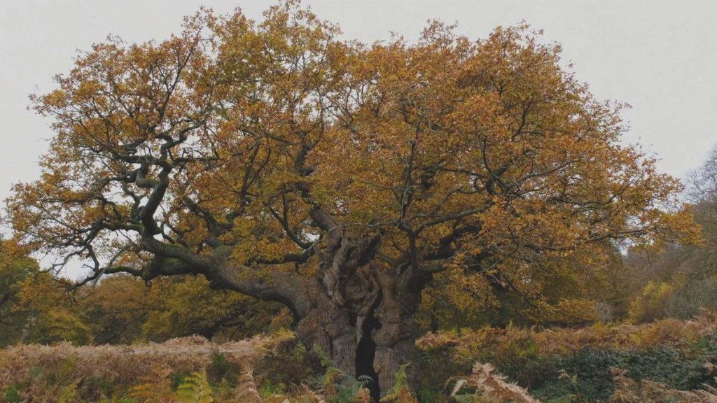 Richmond Park has some of the oldest trees in the UK  Globo reporter