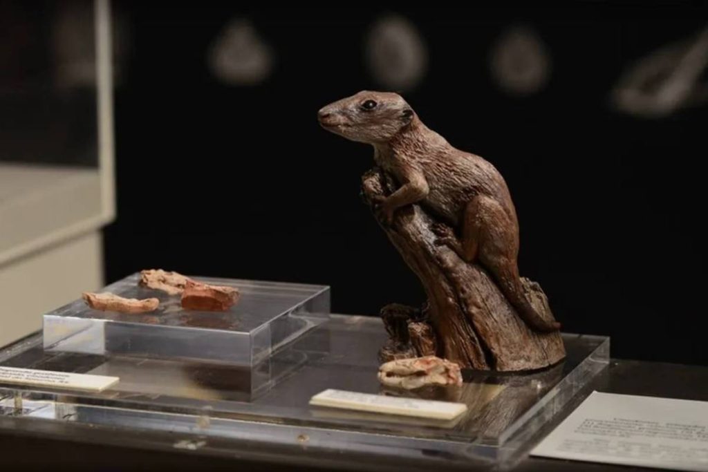 The oldest mammal on Earth was identified in RS – 12/09/2022 – Science