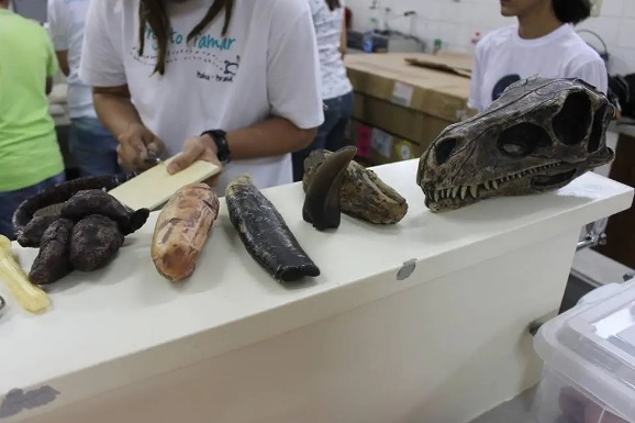 Roraima Garden Shopping hosts the closing of National Science and Technology Week