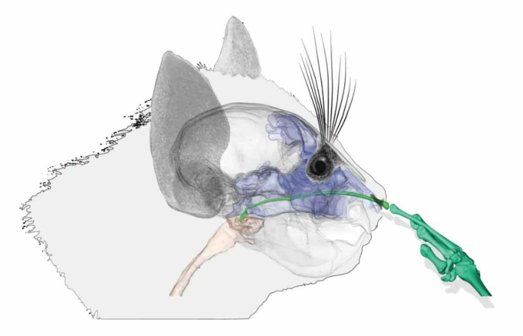 Os estudos e as imagens do aye-aye são muito importantes para entender detalhes sobre como funciona a anatomia do primata— considerada distinta em diversos sentido -  (crédito: Natural History Museum)