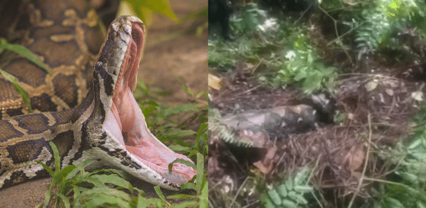 A 7-meter-high snake swallows a woman alive in Indonesia