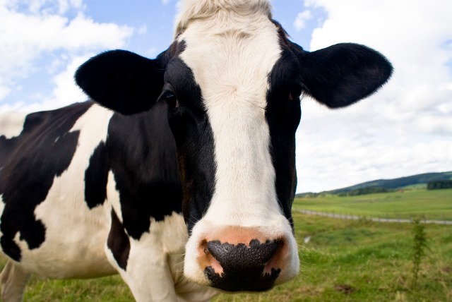 Lubricants containing cow mucus are effective against HIV and herpes