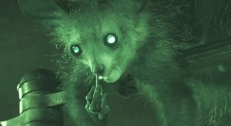 Science doesn’t explain: Rare primates caught punching their nose with a giant finger – News