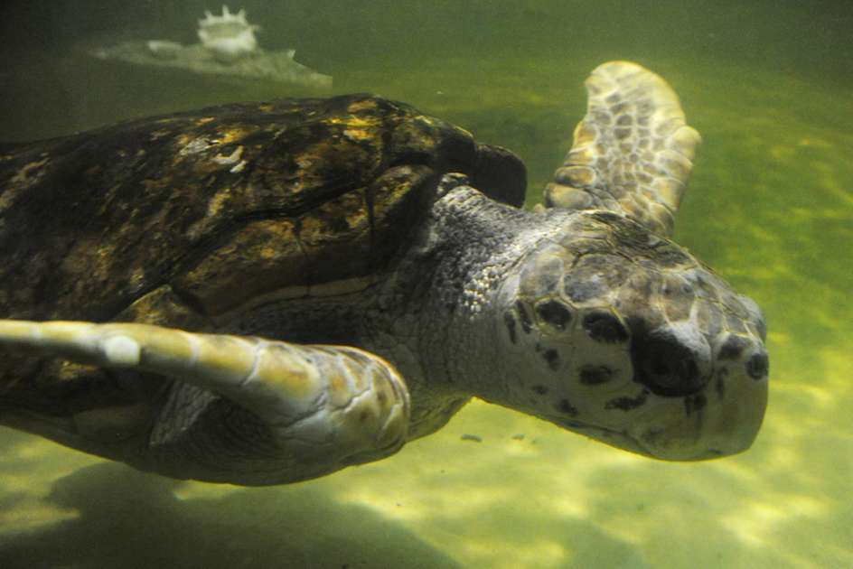 Study finds more than 50 ‘dumb’ animals communicate by sound