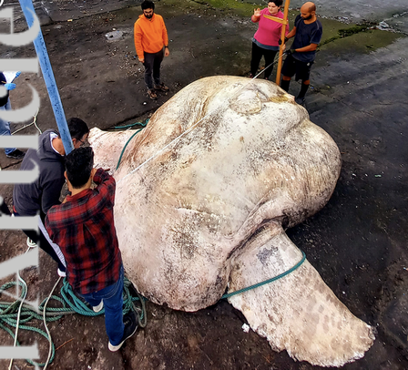 The 2.7 tons of sunfish found in Portugal has been recognized as the largest in the world