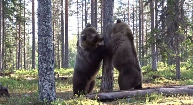 The epic battle of giant bears went viral on the networks: 'Best of all time' - News