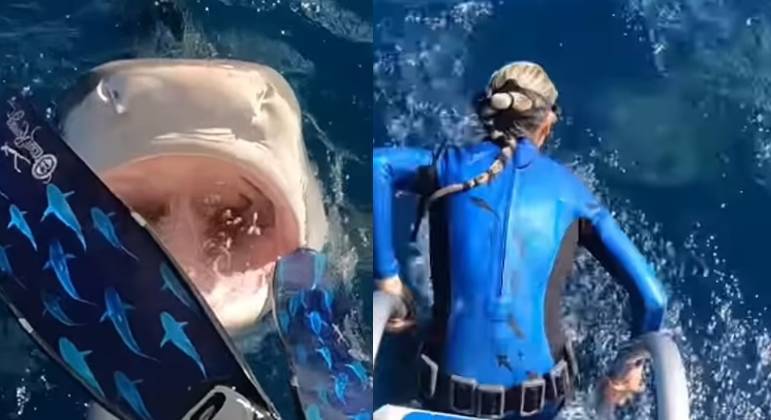 horrifying!  The shark stranded the diver seconds before entering the sea - News