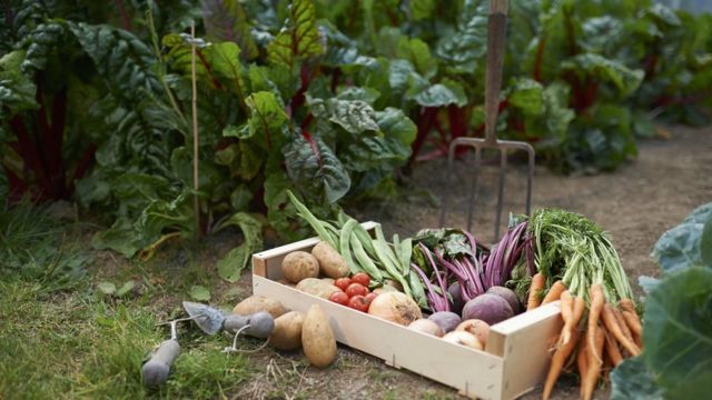 The color image shows a wooden box filled with fresh cut vegetables in a vegetable garden
