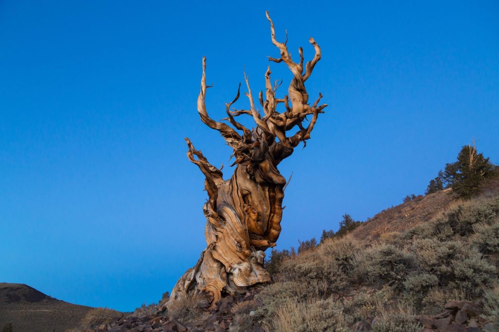 4 the oldest tree in the world;  Being one of them with more than 9 thousand years