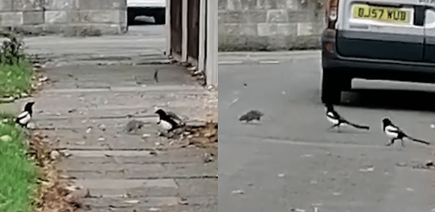 A "brave" rat faces two handles when attacked on a residential street