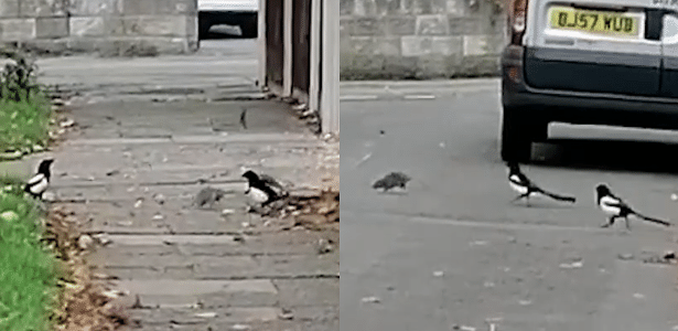 A “brave” rat faces two handles when attacked on a residential street