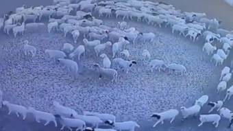Dozens of sheep walked in a circle for 12 days without stopping, and the reason is mysterious - News