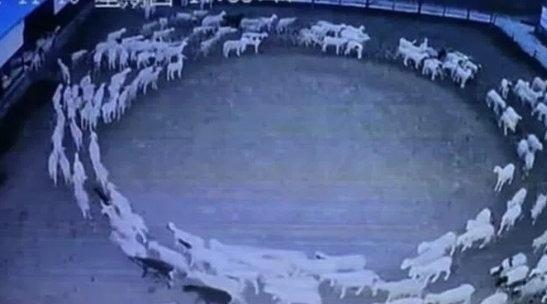 Strange Phenomenon: Millions of animals, insects and birds are suddenly walking in circles around the world – no one knows why