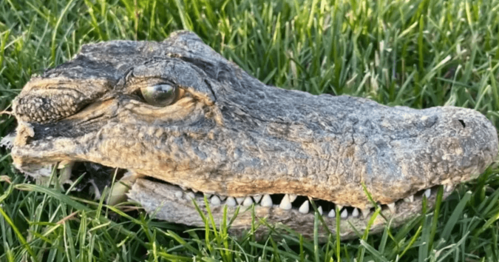 The cat finds an alligator's head in the backyard and takes it to its owners: "Unexpected"