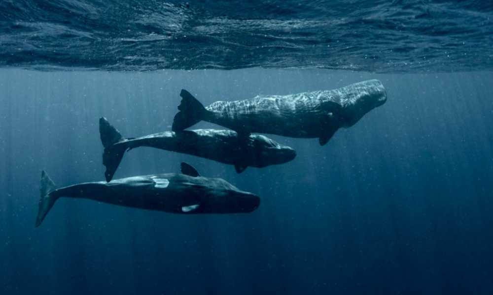 From China to the US, discover 5 projects to create a “Google Translator” of animals